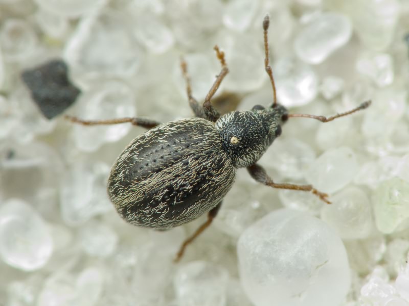 Omias verruca Steven, 1829